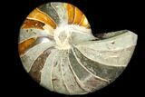 Polished Fossil Nautilus - Madagascar #113525-1